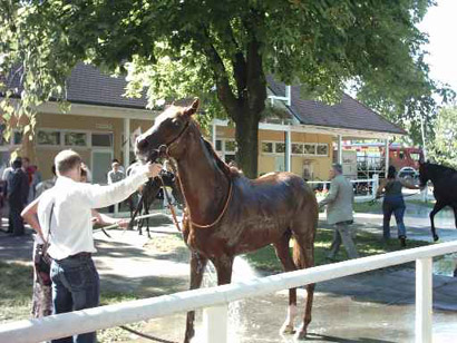 Pferde-Rennbahn