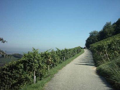 Weinberge