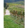Weinberge um Oberkirch