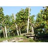 Weinberge