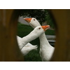 Gänse 2